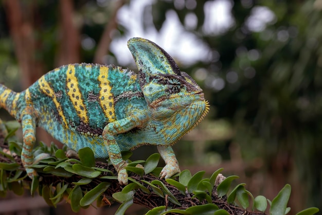 Photo head close up of an angry veiled chameleon