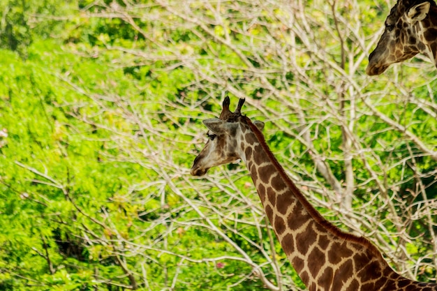 Head closeup of a giraffe walking in the forest.