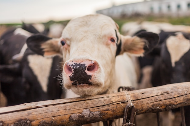 Head of a cow behind the fence