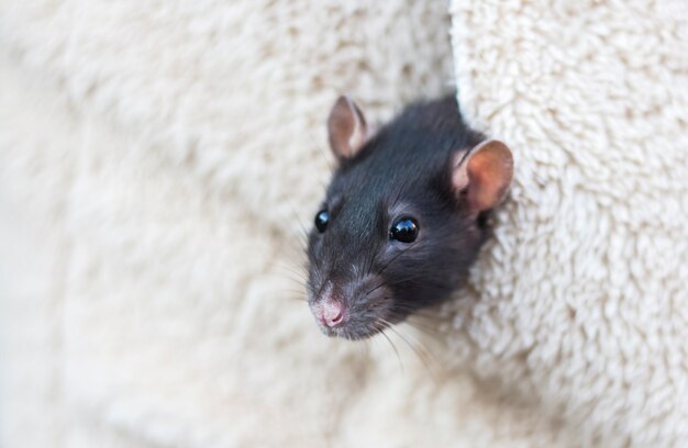 The head of a curious gray rat peeks out of the pocket of women's clothing with a copy of the space.