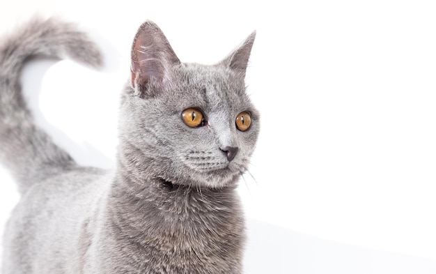 Testa di un simpatico grande gatto inglese su sfondo bianco