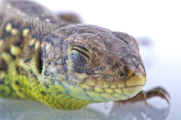 Photo head detail of lizard lacerta agilis