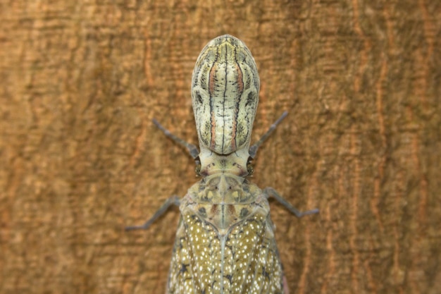 Head details of an insect on a tree