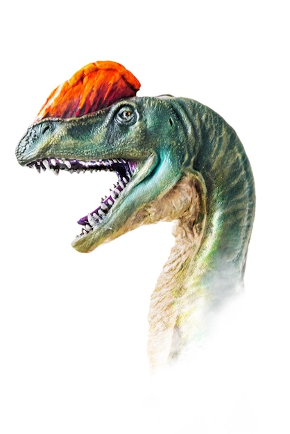 the head of dilophosaurus dinosaur on isolated background