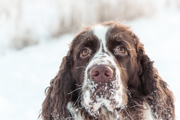 犬の頭は冬の自然の中で雪の中で英語スプリンガースパニエルです、