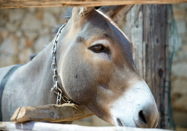 Head of a donkey closeup