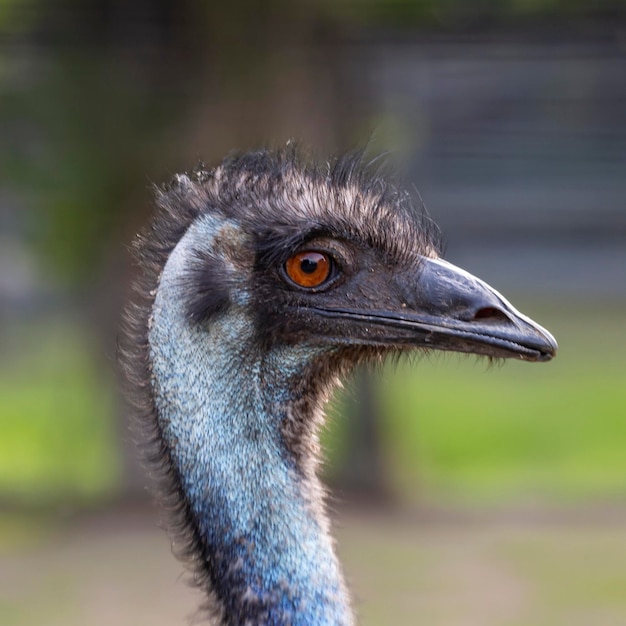 The head of an emu ostrich closeup on a natural background