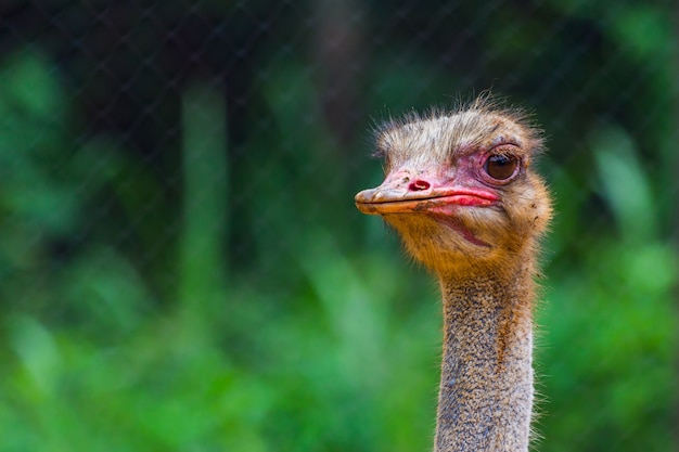 Head and eye of Ostrich closeup in the morning