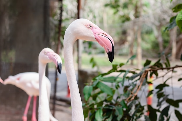 Testa di flamingo