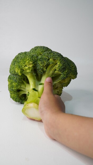 a head of fresh broccoli on a white background