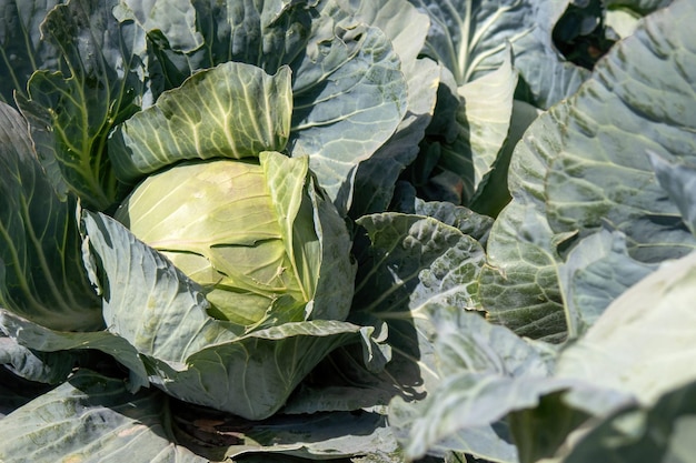 Photo head of fresh cabbage with a lot of leaves