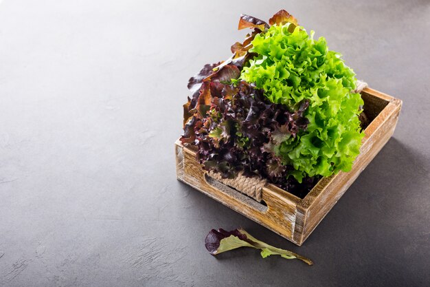 Head of fresh organic lettuce salad