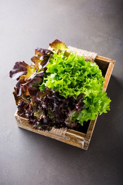 Head of fresh organic lettuce salad