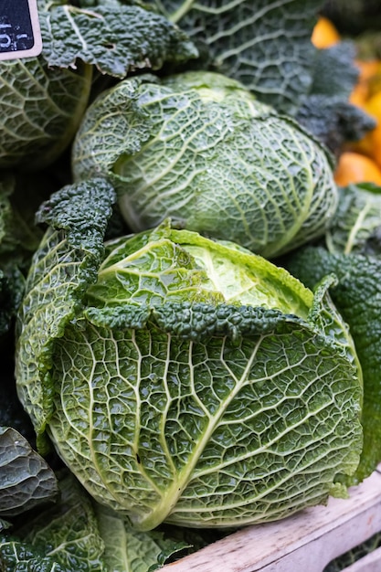 Head of fresh savoy cabbage green leafy vegetables background