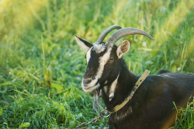 Head of funny  black goat.  Dark goat on green meadow