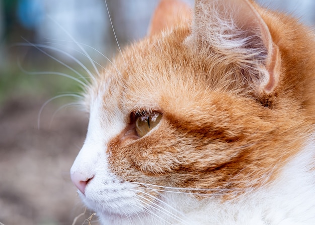 Head of a ginger cat with white spots