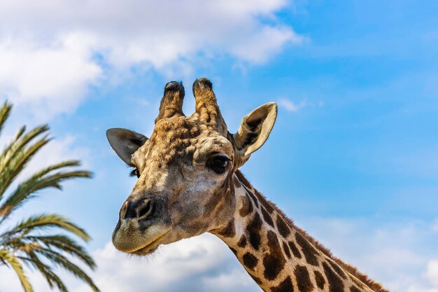 Head of giraffe on blue sky with white clouds.