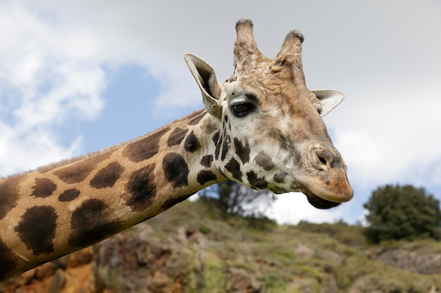 Head of a giraffe