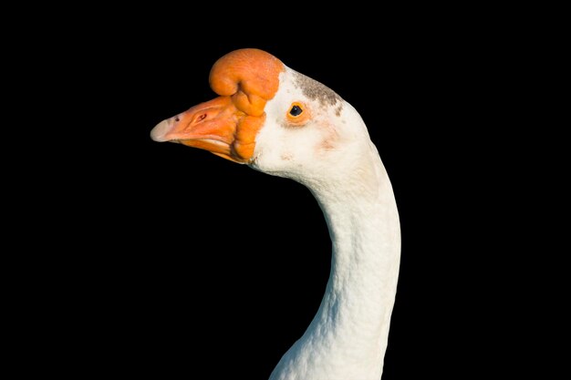 Photo the head of a goose