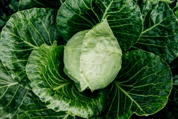 A head of green fresh cabbage grown in the garden.