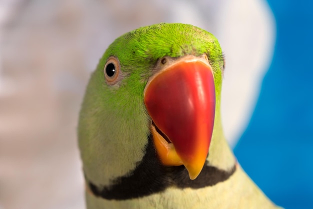 Photo head of green parrot with red beak