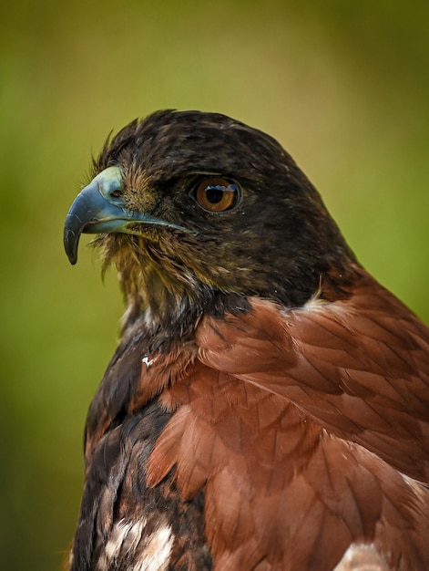 The head of a hawk