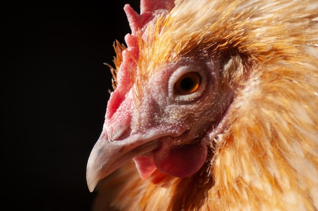 Head of a hen with its beak and crest