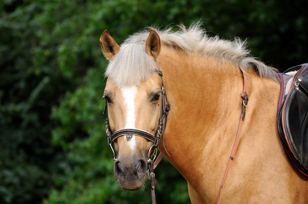 Head of horse close up