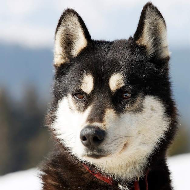 高山の山のハスキー犬の頭