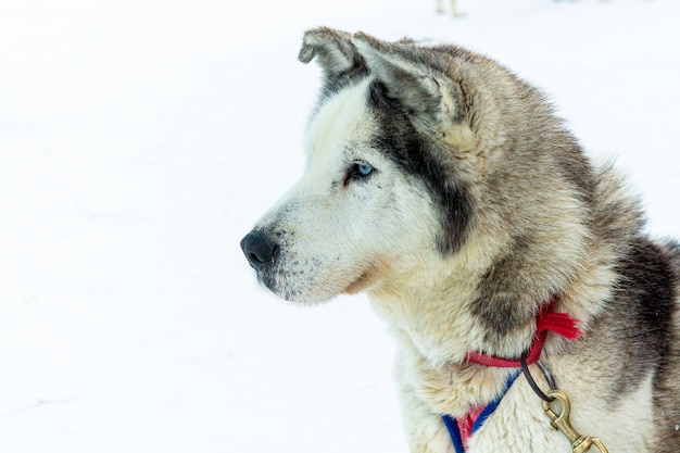 ハスキー の 頭 犬 は 注意 を 払い,スレッド を 引く こと を 準備 し て い ます