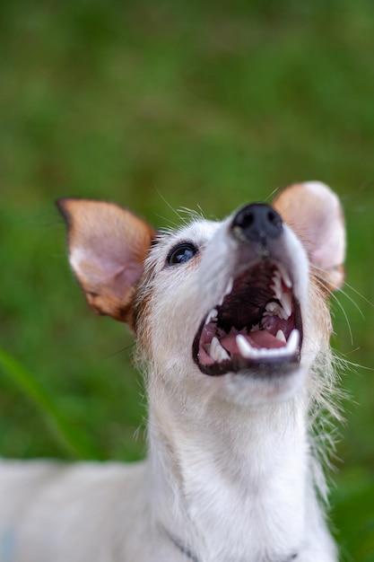 The head of Jack Russell dog with open mouth looks up against background of blurry grass Shallow depth of field Top view Vertical
