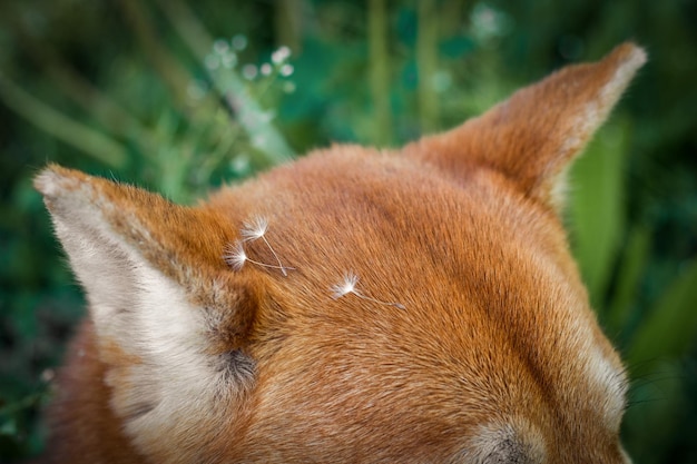 일본 Shiba Inu 개 머리에 민들레 씨앗의 머리