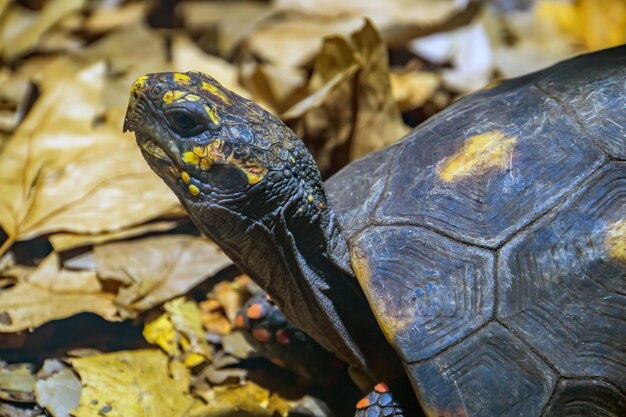 Голова сухопутной черепахи Черепаха с удивлением смотрит в кадр