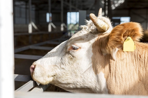 The head of a large bull on a farm in the sunlight Keeping animals for food Closeup Profile view