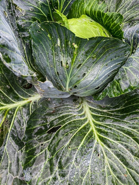 A head of large cabbage in raindrops on the bed close shooting top view