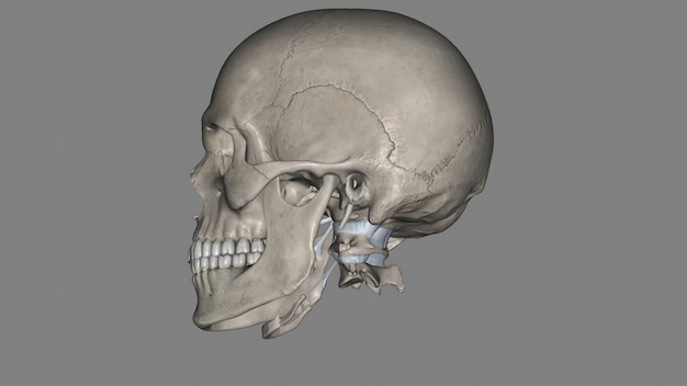 Foto legamenti e ossa della testa