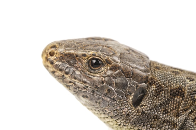 Head of lizard Lacerta agilis on a white background