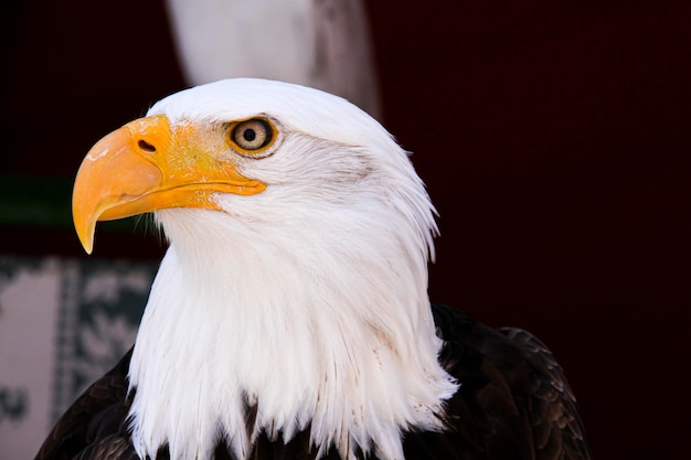 Head of a majestic golden eagle