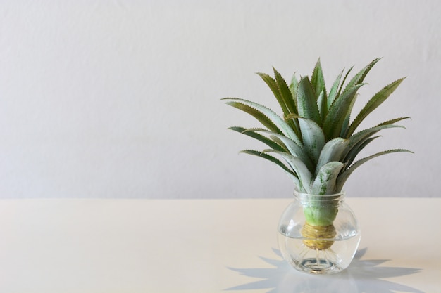 Head of mini or dwarf pineapple (bromeliad)  in transparent vase on the table 