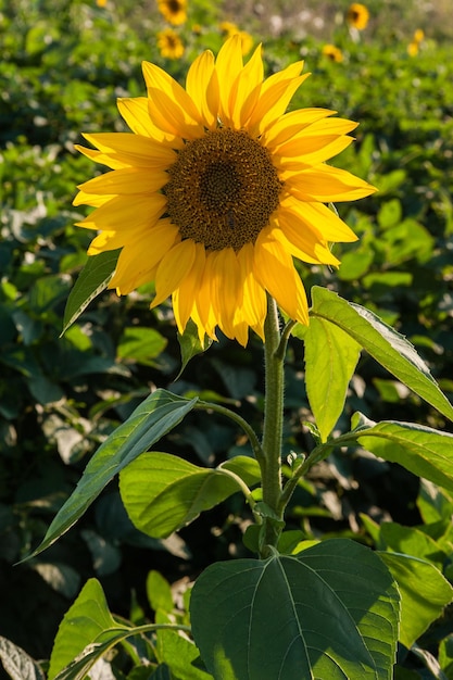 Head of a miniature sunflower with yellow petals