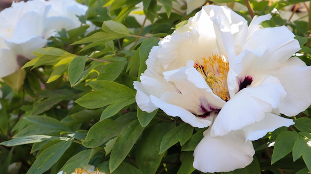 写真 公園の淡いピンクの木の牡丹の花の頭。自然な背景。シャクヤク。ウェブサイトのテンプレート。茂みに咲くとても美しい牡丹の花。