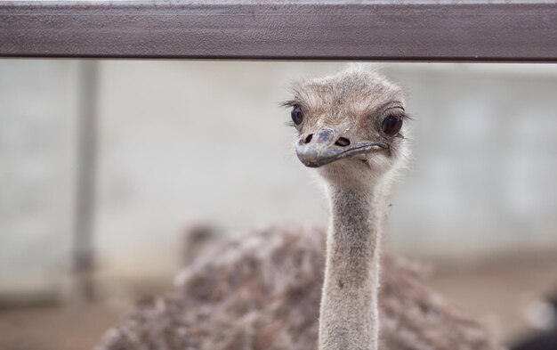 写真 ダチョウのクローズアップの頭飛ばないダチョウの鳥