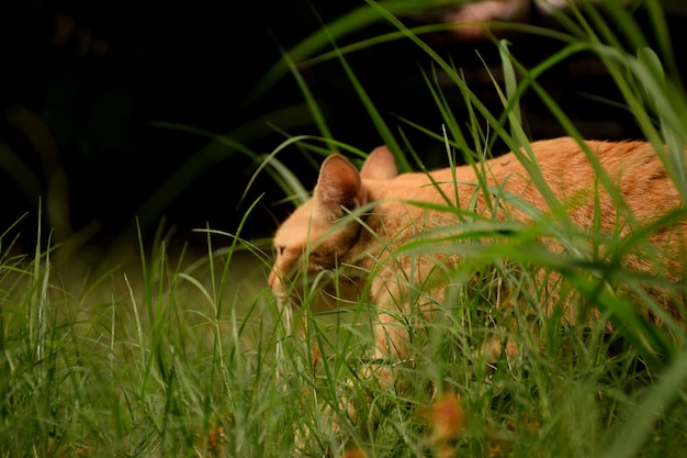 Head Orange cat walking behind the grass on the green grass