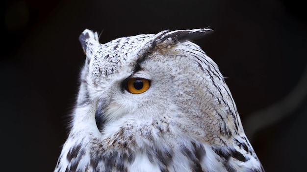 The head of a owl with a black background