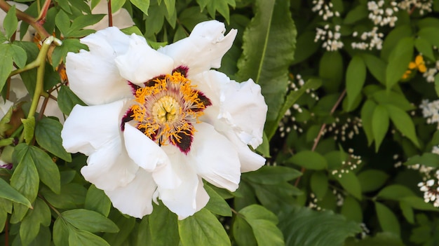 Head of a pale pink tree peony flower in the park. Natural background. Paeonia suffruticosa. Website template. Very beautiful blooming peony flower on a bush.