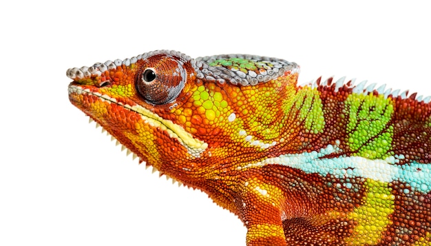 Head of Panther chameleon, Furcifer pardalis looking at camera against white background