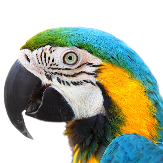 Head of Parrot Macaw close-up isolated on white background
