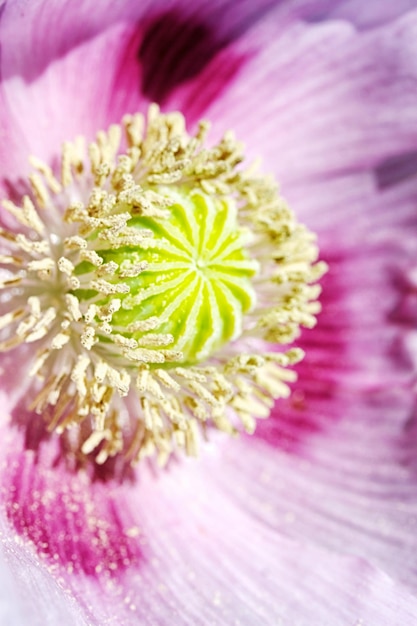 Head of pink poppies over natural background