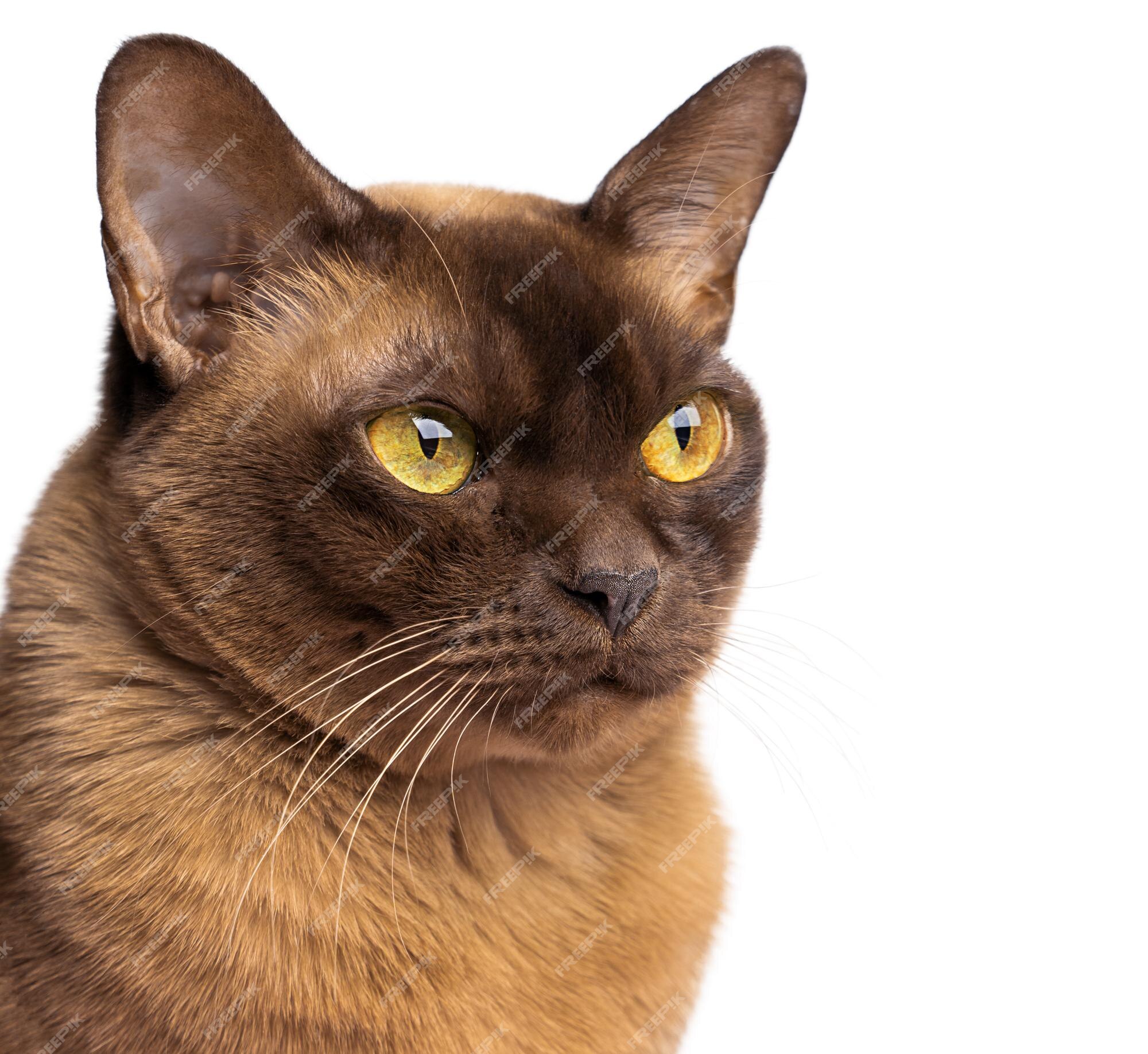 Premium Photo | Head portrait of burmese short hair domestic purebred cat looking with bright yellow eyes sideways Premium Photo | Head portrait of burmese short hair domestic purebred cat looking with bright yellow eyes sideways