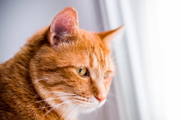 Head portrait of a ginger cat against white background with yellow eyes close upxA